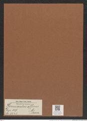 Hemiaulus affinis Grun. (de-Toni-Nr.: Genus 117, Species 3343) Zeichnungen Sammlung Grunow Mappe 03553 (Herbarium_W_Grunow_drawings_Folder_03553)